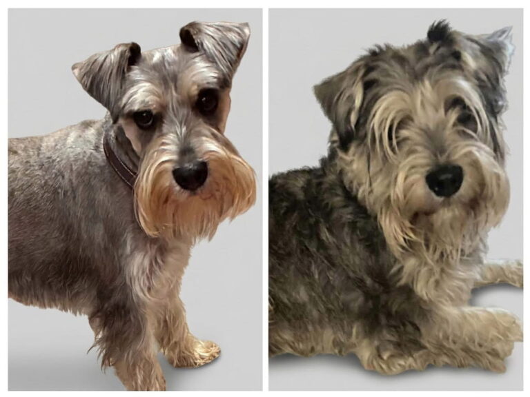Mark – the schnauzer